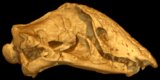 <i>Spathorhynchus fossorium</i>, Fossil Amphisbaenian
