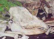 bones