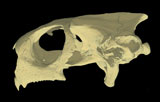 <i>Agrionemys horsfieldii</i>, Russian Tortoise