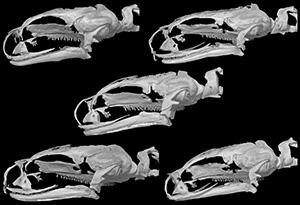 Three New Species of <i>Thorius</i>