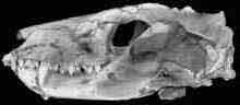 Fossil Cynodont