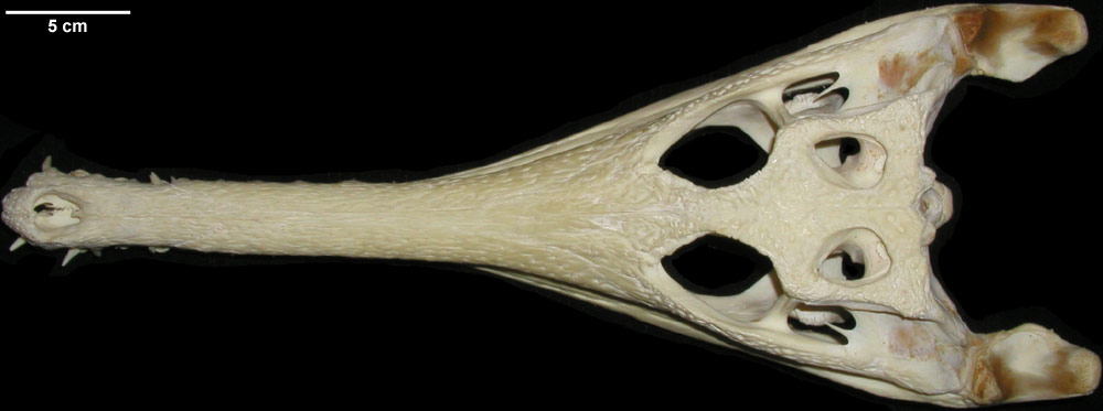 http://digimorph.org/specimens/Tomistoma_schlegelii/dorsal.jpg