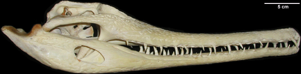 http://digimorph.org/specimens/Tomistoma_schlegelii/rightLateral.jpg