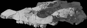 Fossil Tapir