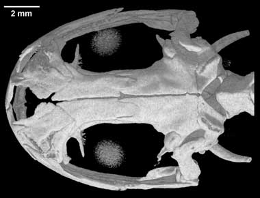 Onychodactylus japonicus