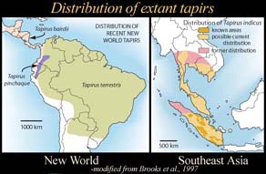 Recent tapir distribution