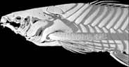 Cascarudo (Armored Catfish)