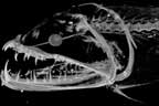 Scaleless Dragonfish