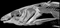 Widehead Catfish