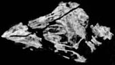 Chinese Fossil Avian
