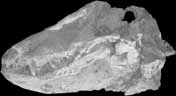 Fossil Pelycosaur