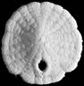 Five-notched Sand Dollar