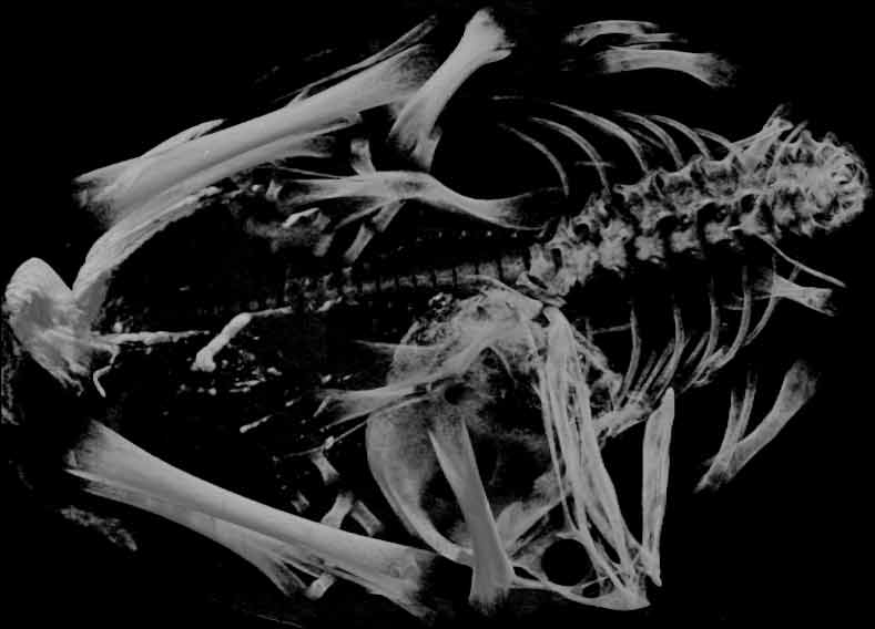 Digimorph - Gallus gallus (domestic chicken)