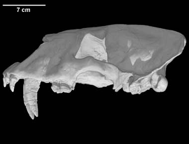 Digimorph - Homotherium serum (Scimitar toothed Cat)