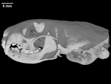 Digimorph Mustela Frenata Long tailed Weasel 