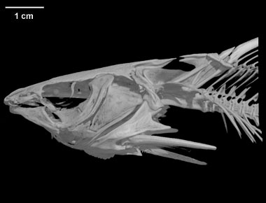 Digimorph - Mystus gulio (long whiskers catfish)