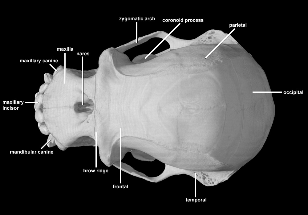 Pan troglodytes