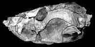 Fossil Eucynodont
