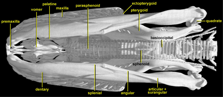 Python molurus, ventral view