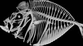 Pacific Moonfish