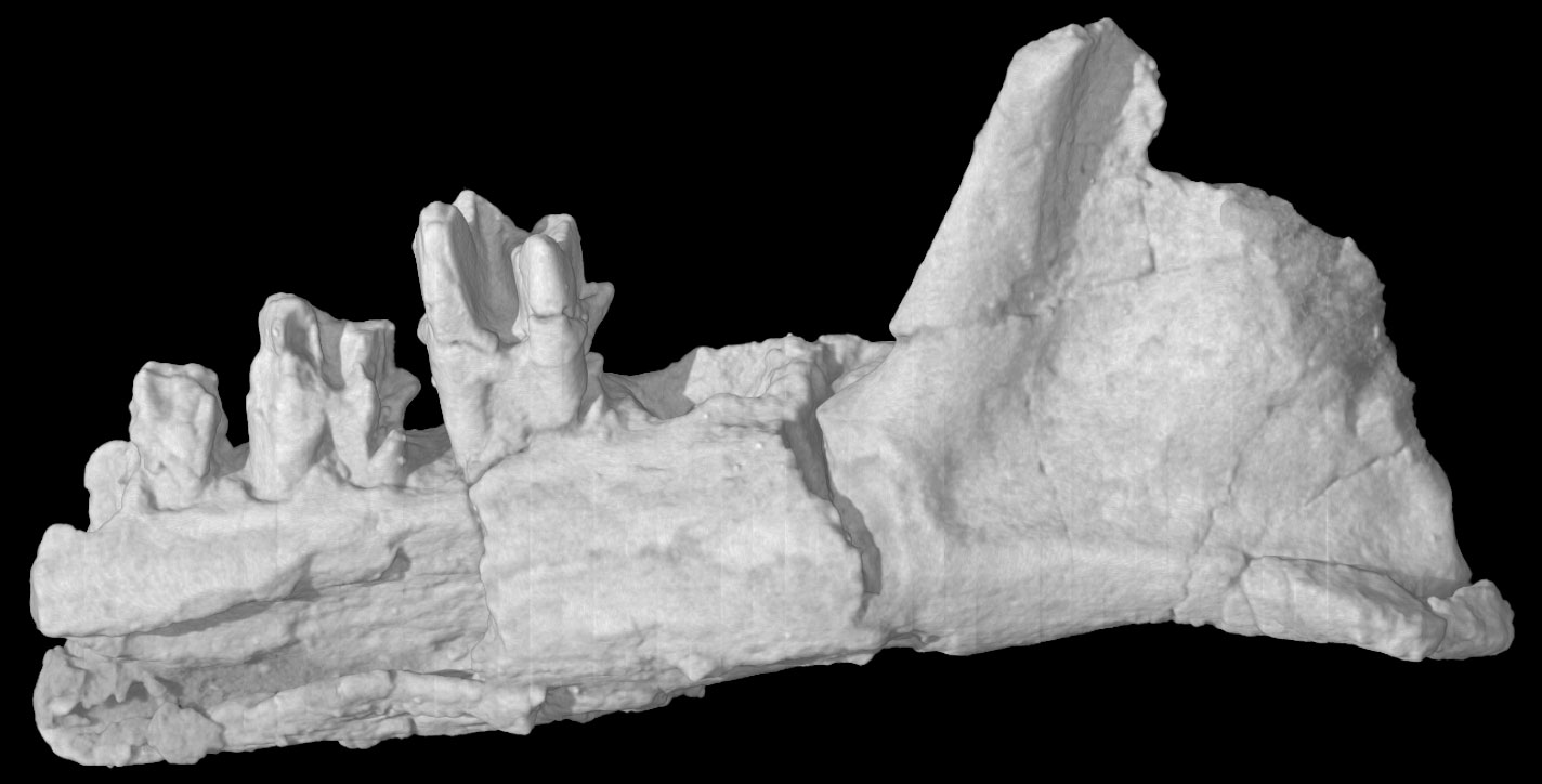 写真 Digimorph - Teinolophos trusleri (fossil monotreme)